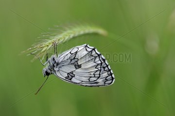 Marbled White butterfly in the Prairies Fouzon