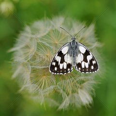 Marbled White butterfly in the Prairies Fouzon France