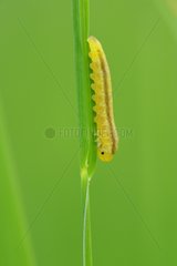 Sawfly on a blade of grass Prairie Fouzon France