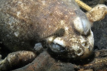 Tadpole on the body of a toad Prairie Fouzon