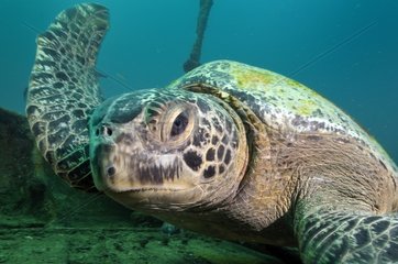 Sea Turtle Sea of Cortez in Mexico