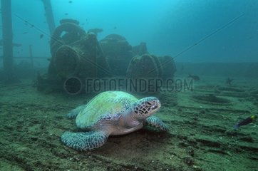 Sea turtle at rest on a wreck Sea of Cortez Mexico