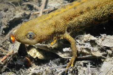 Crested newt in a pond Prairie du Fouzon France