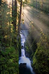 Sol Duc Falls and spring rainforest USA