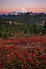 Sunrise over autumn meadow Mt Rainier NP USA