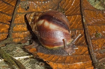 East African land snail on dead leaf Martinique