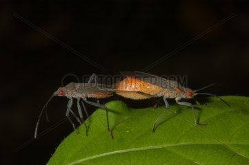 Mating bugs on a leaf French Guiana