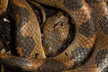Banded Cat-eyed Snake French Guiana
