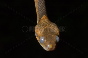 Portrait of Banded Cat-eyed Snake French Guiana