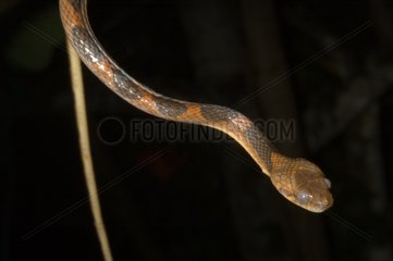 Portrait of Banded Cat-eyed Snake French Guiana