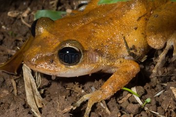 Portrait of Martinique Robber frog Vauclin Martinique