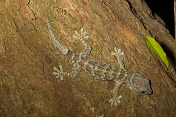 Tockay gecko on a tree trunk Trinité Martinique