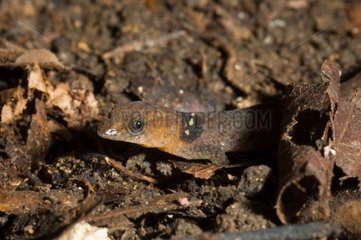 Vincent's Least Gecko on ground Trinité Martinique
