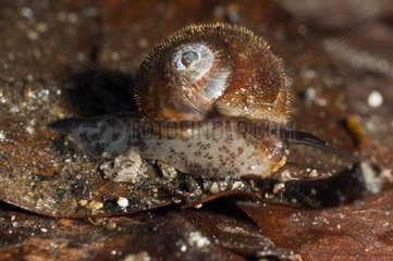 Alcadia Snail on dead leaf Bellevue Martinique