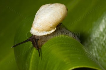 Helicinia Snail on a leaf Bellevue Martinique