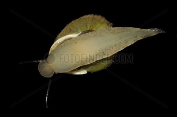 Snail crawling on a window on a black background