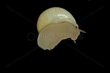 Snail crawling on a window on a black background
