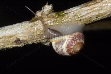 Helicinia Snail on a branch Morne Bigot Martinique