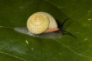Helicinia Snail on a leaf Morne Bigot Martinique