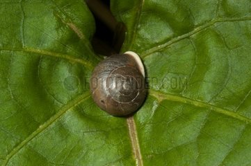 Helicinia Snail on a leaf Morne Bigot Martinique