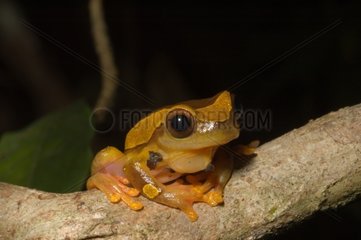 Clown tree frog on a branch French Guiana