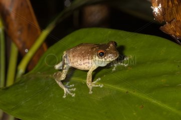 Manaus Snouted treefrog on a leaf French Guiana