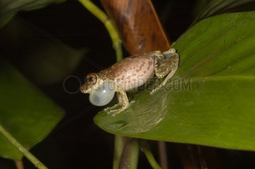 Manaus Snouted treefrog singing on a leaf French Guiana