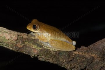 Boeseman's Snouted Treefrog on a branch French Guiana