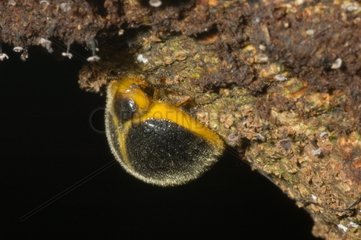 Insect on a bark Morne Bigot Martinique