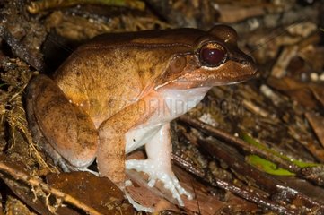 Loreto White-lipped Frog on ground French Guiana