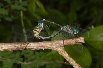 Three-striped Dasher mating Trinidad Martinique