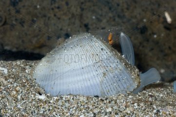 Bean clam on sand Trinité Martinique