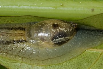 Amphibulima snail on a leaf Bellevue Martinique