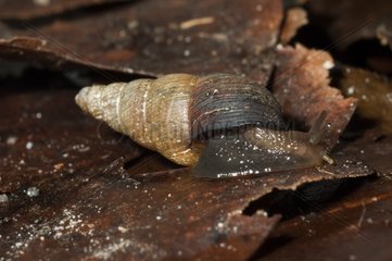 Naesiotus Snail on leaf dead Saint Denis Martinique