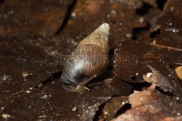 Naesiotus Snail on leaf dead Saint Denis Martinique