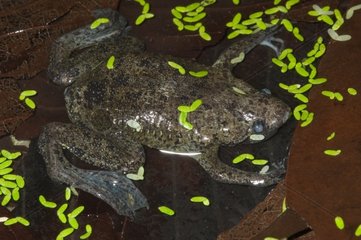 Carvalho's Surinam Toad in water Brazil