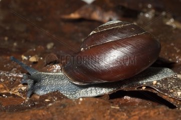 Pleurodonte Snail on dead leaf Bellevue Martinique