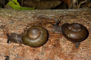 Pleurodonte Snails on trunk Morne Bigot Martinique