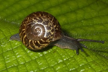 Pleurodonte Snail on leaf Bellevue Martinique