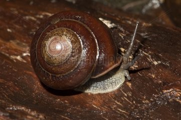 Pleurodonte Snail on dead leaf Bellevue Martinique