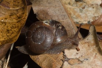 Pleurodonte Snail on dead leaves Morne Bigot Martinique