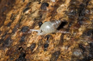 Succinea Snail on bark Trinite Martinique