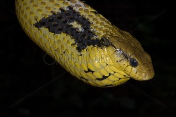 Portrait of Amazon Puffin Snake French Guiana