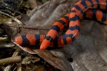 False Coral Snake on ground - French Guiana