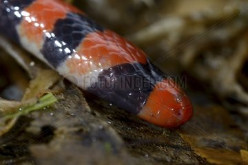Portrait of False Coral Snake on ground - French Guiana