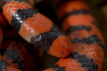 Portrait of False Coral Snake - French Guiana