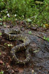 Lance-headed viper on ground - French Guiana