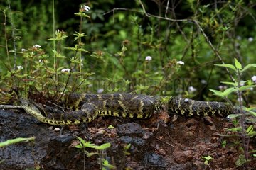 Lance-headed viper on ground - French Guiana