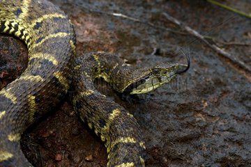 Portrait of Lance-headed viper on ground - French Guiana