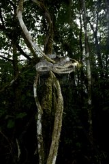 Amazon tree boa on a branch - French Guiana